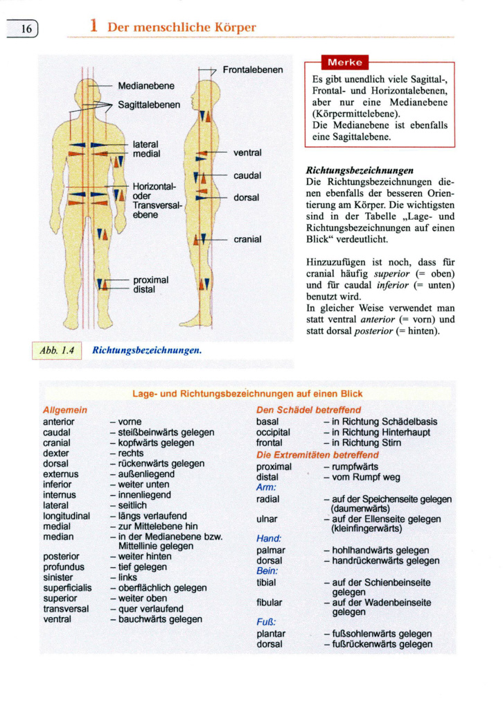 Wichtige Medizinische Fachbegriffe Liste Pdf Vergrößerung Fachbegriffe